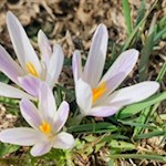 Krokusse längs des Poststeigs