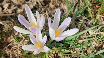 Krokusse längs des Poststeigs
