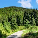 Der erste Teil der Wanderung führt durch einen harzduftenden Wald