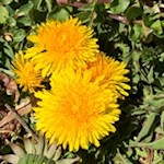 Dandelion in the meadows of Velturno