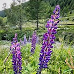 Lupinen säumen den Wanderweg zur Pranter Stadlhütte