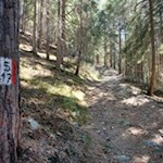 Der Kreuzweg führt im steten Anstieg durch den Wald