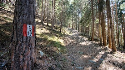 Der Kreuzweg führt im steten Anstieg durch den Wald