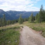 Der Weg Nr. 9A führt durch lichte Lärchenwiesen