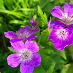 Storchenschnabel am Wegesrand