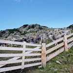 Glückliche Weidekühe am Wegesrand