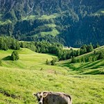 Almkühe auf der Seiser Alm