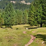 Attraverso prati e boschi pittoreschi fino al rifugio malga Brogles