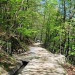 Durch schattige Haine in Richtung Töll