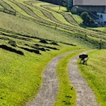 Die Wanderung zur Busegge Alm führt durch schöne Wiesen