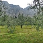 The Sentiero del Sole passes by picturesque olive groves