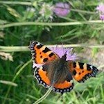 Im Frühling flattern zahlreiche Schmetterlinge durch die Rittner Wiesen