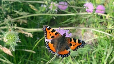 Im Frühling flattern zahlreiche Schmetterlinge durch die Rittner Wiesen