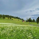 Auf dem idyllischen Salten