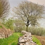 Die Feldwege sind von Steinmauern umsäumt
