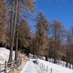 Da sie sehr viel Licht brauchen, wählen die Lärchen spärlich bewaldete Flächen  