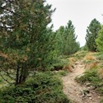 Im steten Anstieg durch den Wald