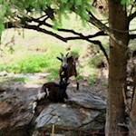 Die meckernden Haustiere der Kuhalm