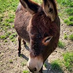 Flauschiger Esel unterhalb von Telfes