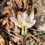 Im Frühling sprießen Krokusse aus dem braunen Laub am Boden