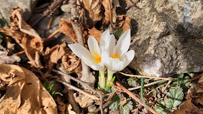 Im Frühling sprießen Krokusse aus dem braunen Laub am Boden