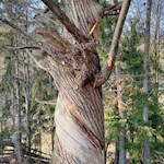 Der Birmehlweg wird von zahlreichen Kastanienbäumen gesäumt