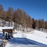 Die Lärchen trotzen dem Schnee und dem Wind