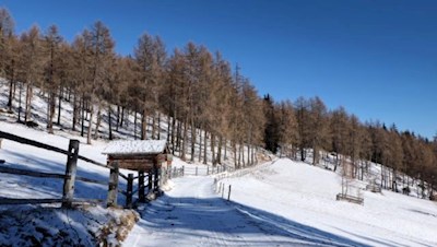 Die Lärchen trotzen dem Schnee und dem Wind