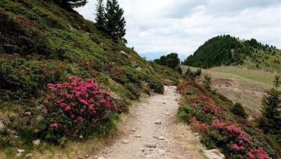 Der Weg von der Raschötz zur Brogles Hütte ist von Rostblättrigen Alpenrosen umsäumt