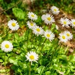 Zarte Gänseblümchen am Wegesrand
