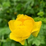 Dotterblume nahe der Tuene Hütte