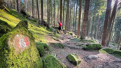Auf dem Waldweg Nr. 8 zur Schafstallhütte