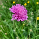 Auch die Acker-Witwenblume gedeiht auf dem Salten