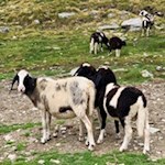 Schafe der Genterer Alm