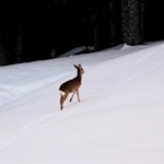 Ein einsames Reh streift durch die verschneiten Almwiesen