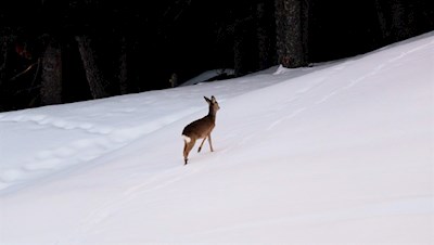Ein einsames Reh streift durch die verschneiten Almwiesen