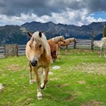 Auch Pferde sind bei der Genterer Alm anzutreffen