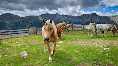 Auch Pferde sind bei der Genterer Alm anzutreffen