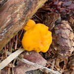 Pfifferlinge gedeihen in den Villnösser Wäldern