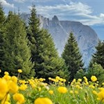 Schlern im Frühling