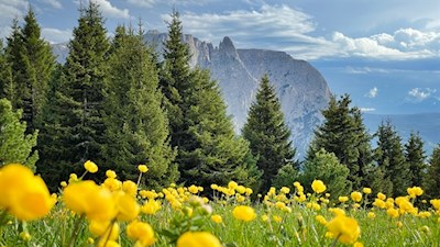 Schlern im Frühling