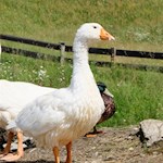 "Es gibt Quellen der Freude, die nie versiegen: Die Schönheit der Natur, der Tiere, der Menschen, die nie aufhört." (Tolstoi)