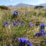 Enziane blühen in den schönen Latzfonser Almwiesen