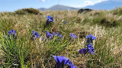 Enziane blühen in den schönen Latzfonser Almwiesen