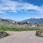 Zunächst führt der Wanderweg durch blühende Obstwiesen