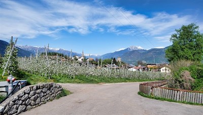 Zunächst führt der Wanderweg durch blühende Obstwiesen