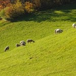Schafe laben sich an den saftigen Rodenecker Wiesen