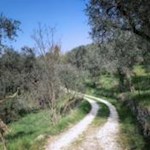 The road to Crero lined with oaks, beeches and olive groves
