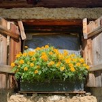 Liebevoll geschmückte Fenster der Joggelealm