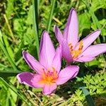 Auch die zarte Herbstzeitlose gedeiht in den Gadertaler Wiesen